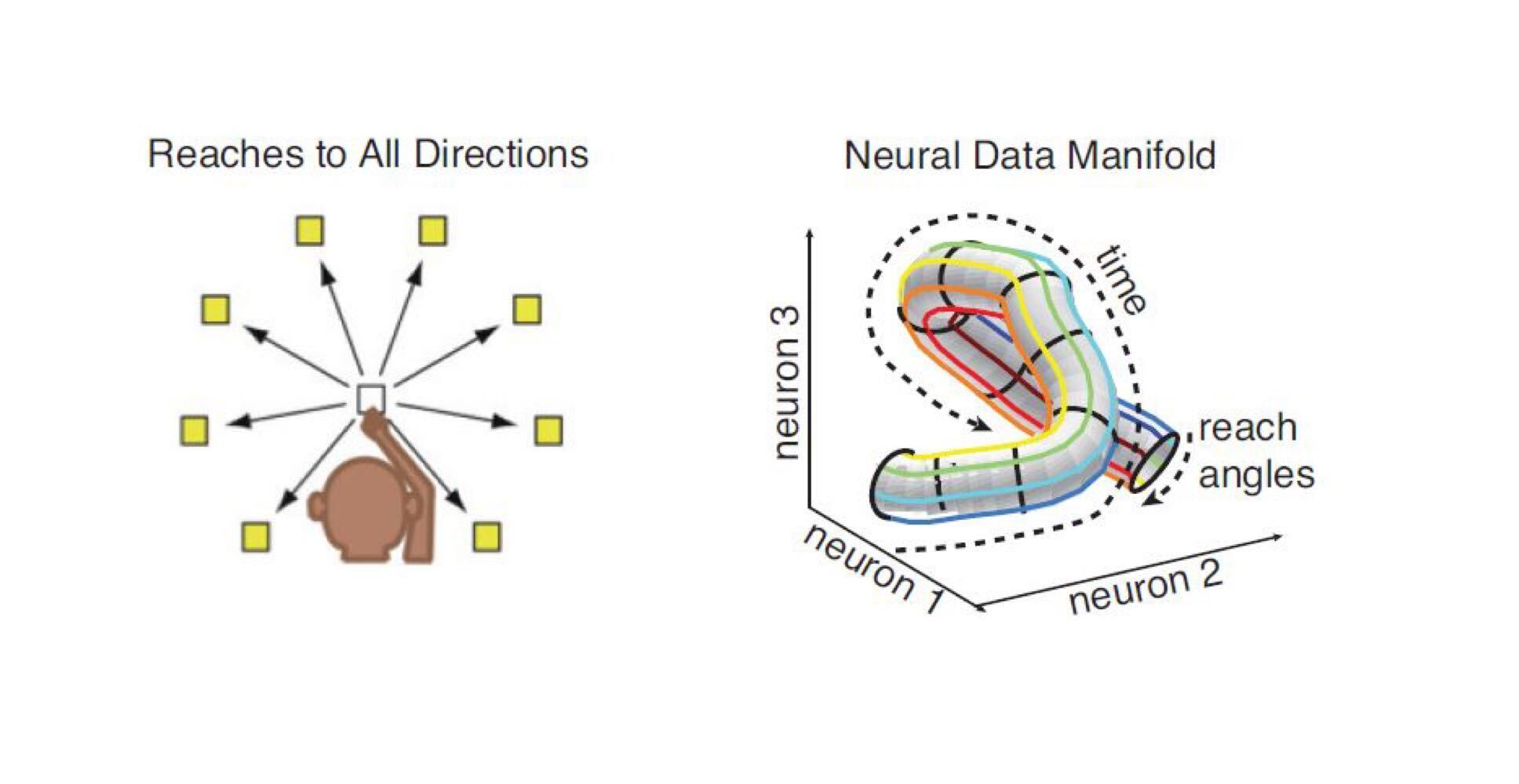 low-dimensional-manifolds-in-neuroscience-and-evolution-blog