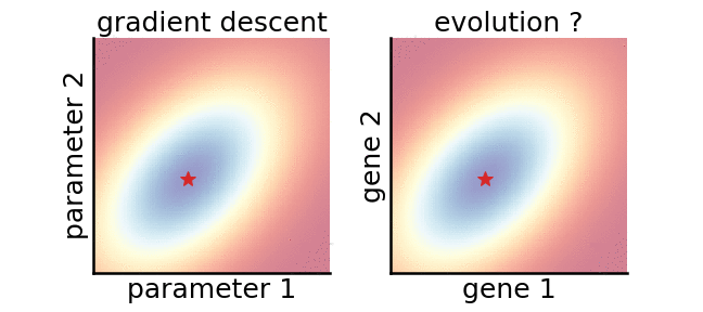 Does evolution estimate gradients?